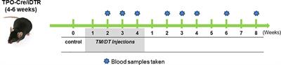 A Stem Cell Surge During Thyroid Regeneration